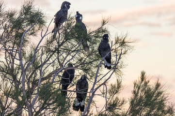 Short billed black cockatoos in tree © david hutchinson