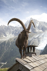 Bouquetin des Alpes