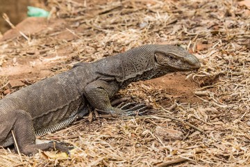 Bengal Monitor Lizard i(varanus bengalensis) in Sri Lanka