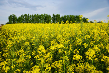 Obraz premium rapeseed field