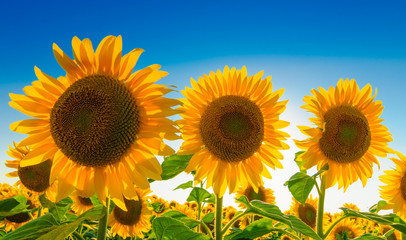 Obraz premium Three sunflowers against blue sky
