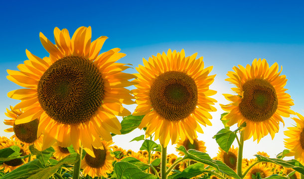 Three sunflowers against blue sky