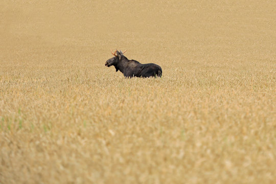 Fototapeta Elk in Wheat Field