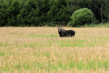 Elk In Wheat Field