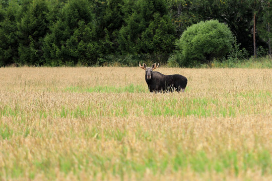 Fototapeta Elk In Wheat Field
