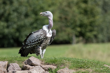 Ruppells Griffon Vulture (Gyps rueppelli) standing on rocky mound. Endangered African wildlife.