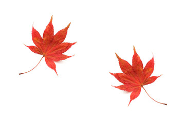Japanese red maple leaf on white