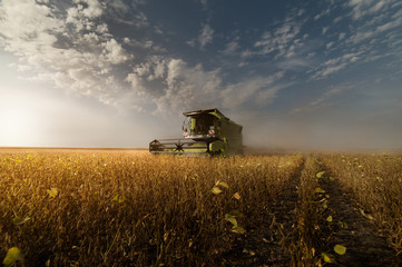 Fototapeta premium Harvesting of soybean field