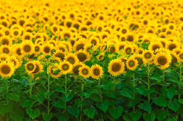 Bright field of sunflowers, focus on first row