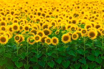Abwaschbare Fototapete Sonnenblume Bright field of sunflowers, focus on first row