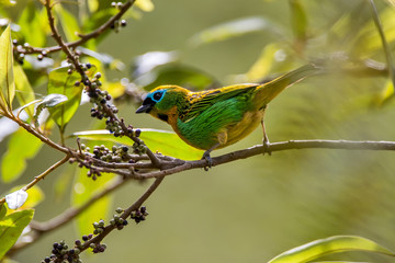 Saíra-lagarta (Tangara desmaresti) | Brassy-breasted Tanager photographed in Afonso Claudio, Espírito Santo - Southeast of Brazil. Atlantic Forest Biome. 