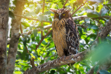 A wise owl perching and looking at photographer,sunlight background..Owl ,symbol of wisdom.The wisdom you seek is already within you.