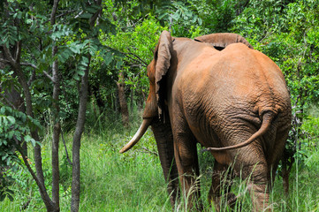 Elephant walking away. Mikumi National Park, Tanzania