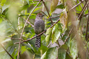 Choca-de-chapéu-vermelho (Thamnophilus ruficapillus) | Rufous-capped Antshrike photographed in Afonso Claudio, Espírito Santo - Southeast of Brazil. Atlantic Forest Biome. 