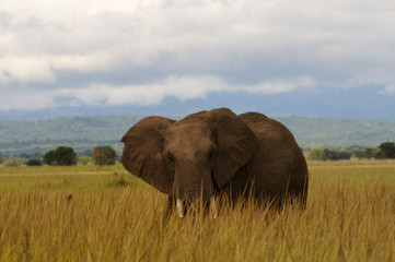 Obraz premium Elephant on African savanna - Mikumi National Park, Tanzania