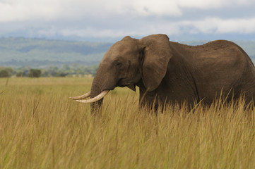 Naklejka na ściany i meble Elephant on African savanna - Mikumi National Park, Tanzania