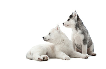 Back view of funny siberian husky puppies, sitting on floor in studio against white, interesting looking away, waiting for food. Two carried dogs like wolf with gray and white color of fur. Isolate.