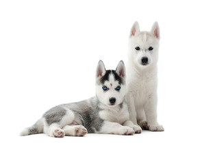 Funny siberian husky puppies, sitting in studio at white background, interesting looking at camera and posing. Two cute dogs like wolf with gray and white color of fur and blue eyes. Isolate.