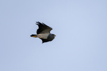 Águia-chilena (Geranoaetus melanoleucus) | Black-chested Buzzard-Eagle photographed in Afonso Claudio, Espírito Santo - Southeast of Brazil. Atlantic Forest Biome. 