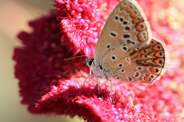 The insect broke free from the purple flower thistle