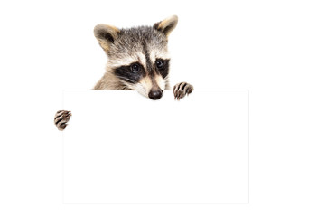 Portrait of a  cute raccoon with banner, isolated on white background