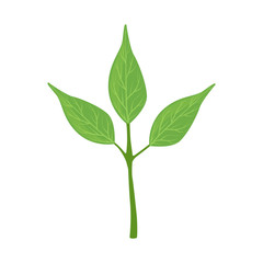 Green tree leaves vector Illustration