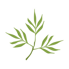 Willow tree green branch vector Illustration