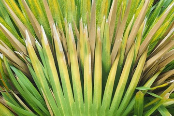 Naklejka premium fresh green cuban petticoate palm leaves in nature garden