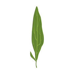 Willow tree green leaf vector Illustration