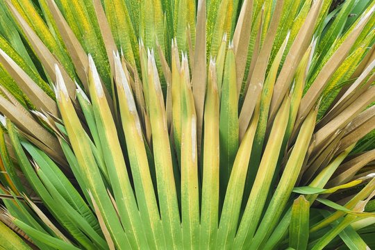fresh green cuban petticoate palm leaves in nature garden