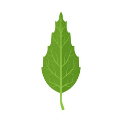 Obraz premium Beech tree green leaf vector Illustration