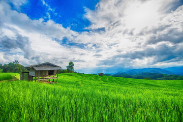 hut and green terraced rice field with mist on morning in Pa Bong Pieng, Chiang Mai, Thailand.