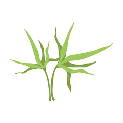 Green grass pedate form vector Illustration