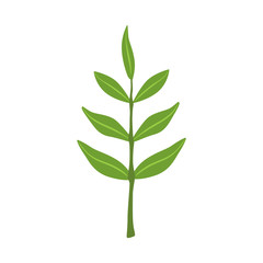 Fototapeta premium Ash tree green leaves