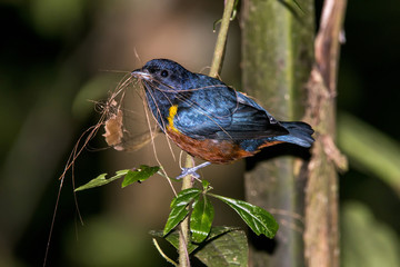 Ferro-velho (Euphonia pectoralis) | Chestnut-bellied Euphonia photographed in Afonso Claudio, Espírito Santo - Southeast of Brazil. Atlantic Forest Biome. 