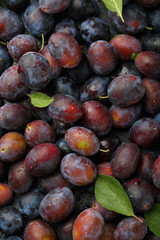 Harvest of fresh plums