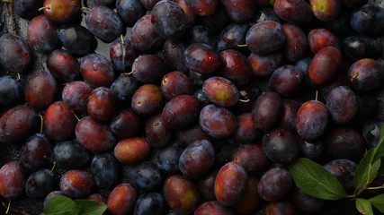 Harvest of ripe plums