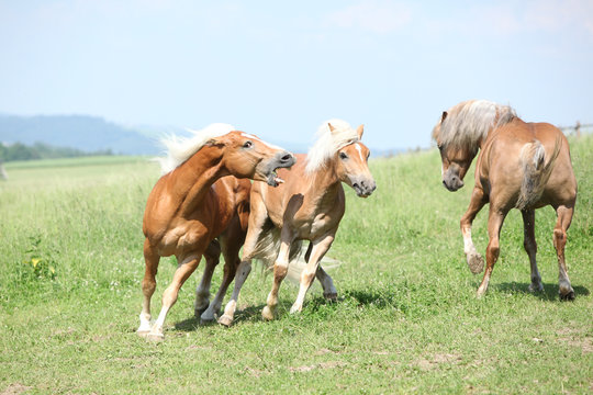Three haflingers fighting