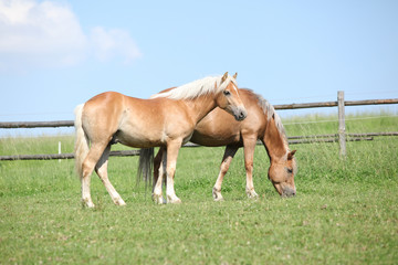 Haflinger mare and foal on pasturage