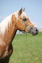Fototapeta premium Nice haflinger stallion on pasturage