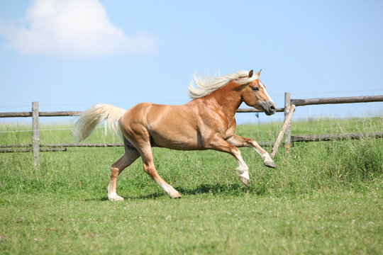 Amazing haflinger running on pasturage