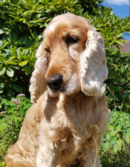 Cocker; Spaniel; Hund