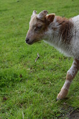 Obraz premium Little lamb, baby sheep