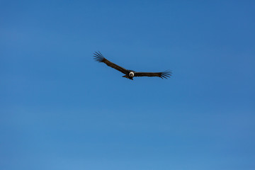 Condor