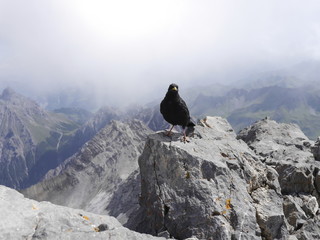 Bergdohle im Sommer in den Bergen