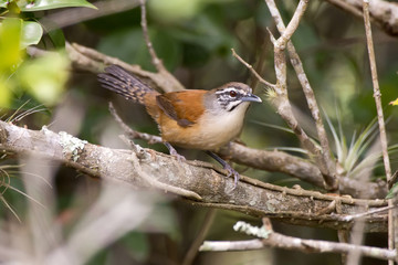 Garrinchão-pai-avô (Pheugopedius genibarbis) | Moustached Wren photographed in Guarapari, Espírito Santo - Southeast of Brazil. Atlantic Forest Biome.