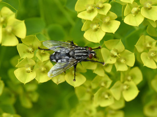 Schmeissfliege, Fliege, Calliphora, vicina