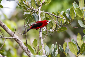 Tiê-sangue (Ramphocelus bresilius) | Brazilian Tanager photographed in Guarapari, Espírito Santo - Southeast of Brazil. Atlantic Forest Biome.