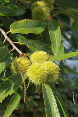 Ch&acirc;taignes sur l'arbre