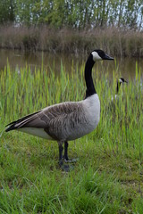 Goose in the grass
